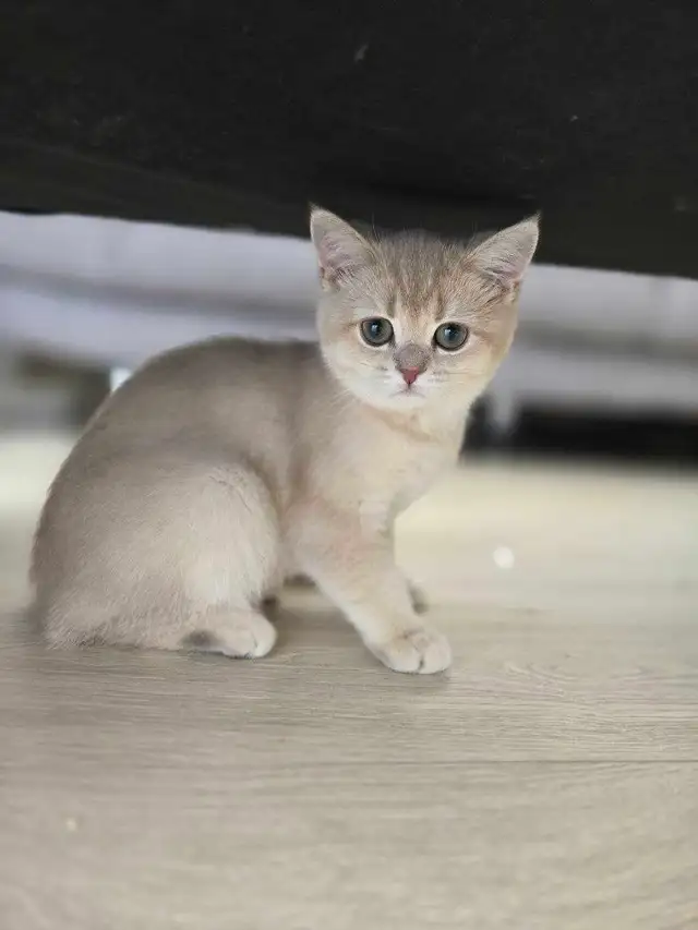blue golden british shorthair  in Cats & Kittens for Rehoming in North Shore - Image 2