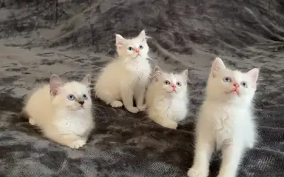 ✨Gorgeous purebred ragdoll kittens, View more