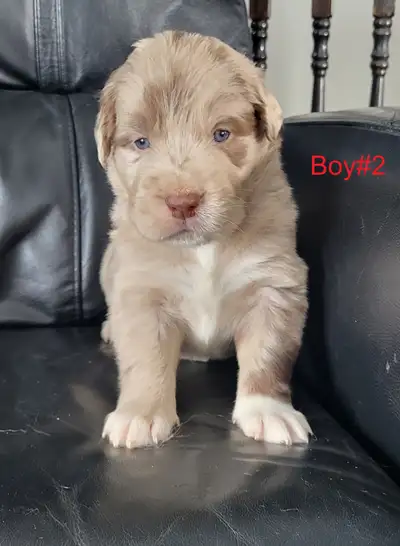Golden Retriever/Border Collie puppies for adoption, View more