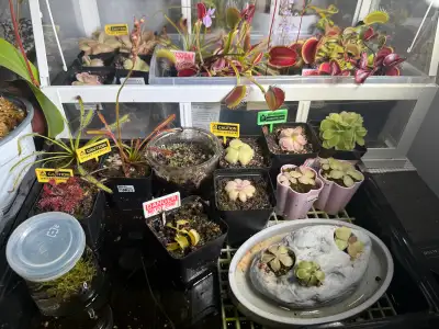 carnivorous plants big sale, View more