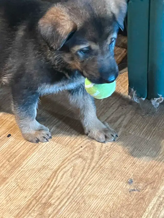 GERMAN SHEPHERD PUPPIES PURE BREED READY to go in Dogs & Puppies for Rehoming in St. Catharines - Image 4