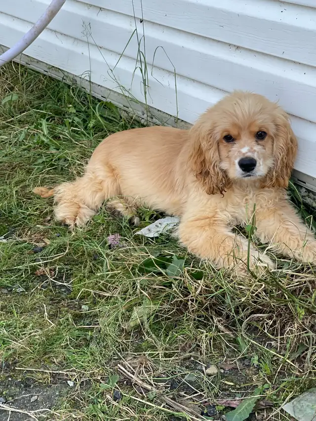 chiot cocker et springer in Dogs & Puppies for Rehoming in Saint-Hyacinthe - Image 8