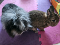 Rehoming Bonded Pair Bunnies