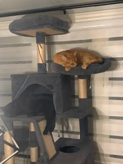 2 Male Cats to Rehome, View more