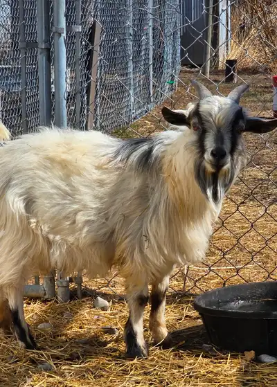 Nigerian Dwarf  Buck 1 year old, View more