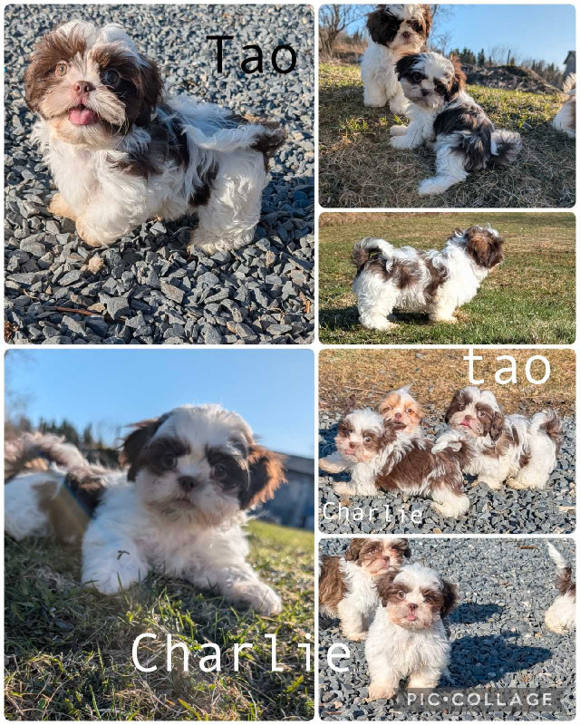shih-tzu, shihtzu dans Chiens et chiots à adopter  à Lévis - Image 3