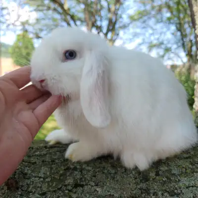 EXTRAODINAIRE BÉBÉ LAPIN BÉLIER HOLLANDAIS NAIN *  DWARF BUNNY, View more