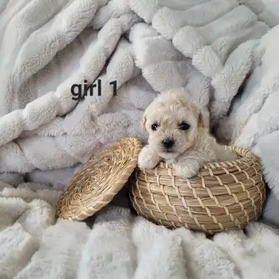 Maltipoo puppies, View more