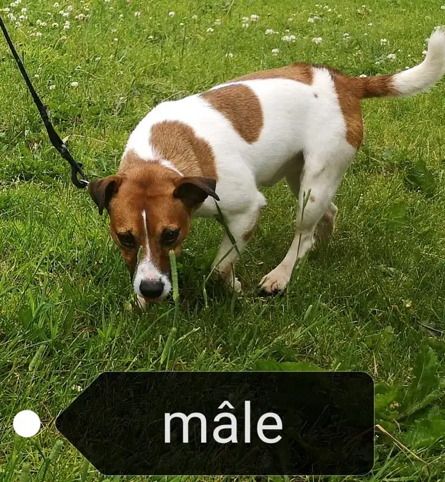 Jack Russell mâle adulte à vendre in Dogs & Puppies for Rehoming in Longueuil / South Shore - Image 7