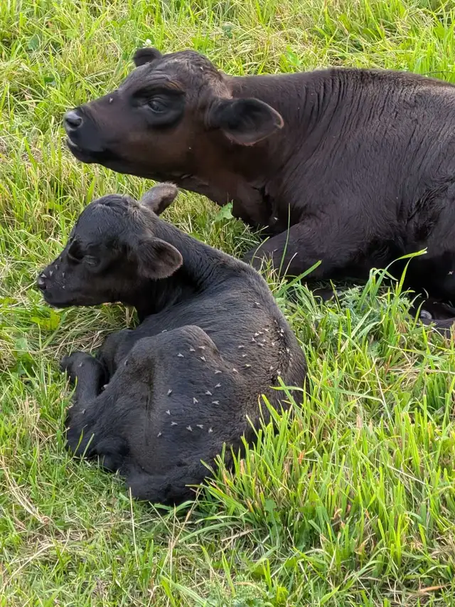 Beef Bottle Calf in Livestock in Owen Sound - Image 4