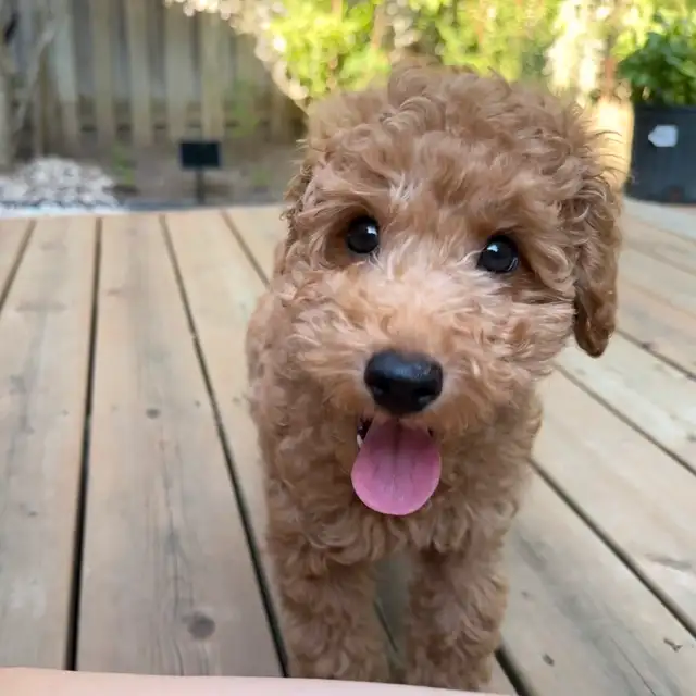 Toy cockapoo boy available in Dogs & Puppies for Rehoming in City of Toronto - Image 2