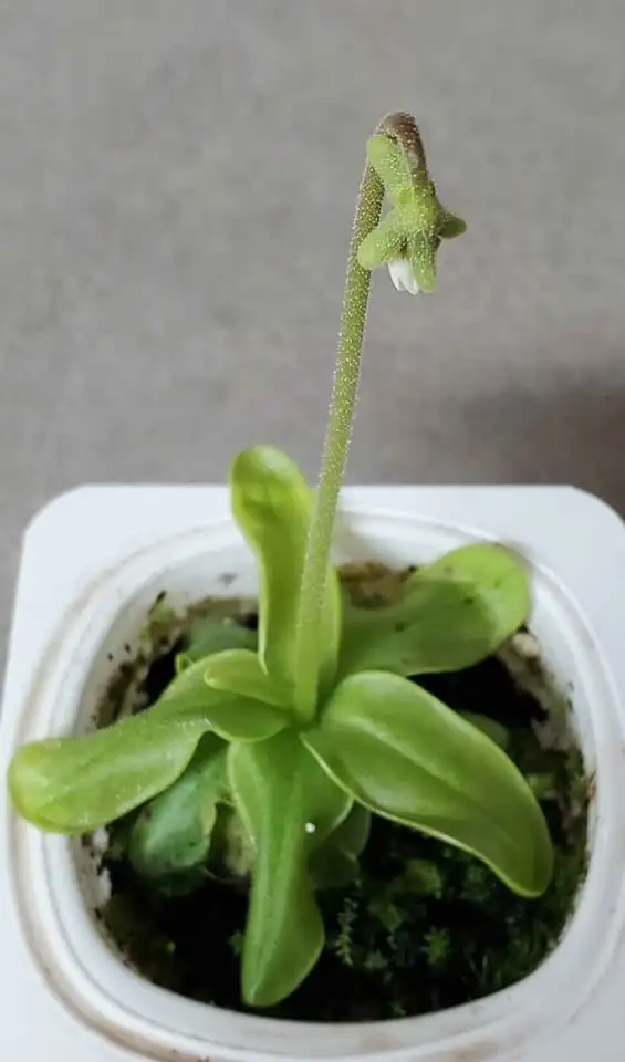 Mature Pinguicula Primuliflora butterwort carnivorous plant in Plants, Fertilizer & Soil in City of Toronto - Image 4