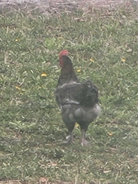 Black wyandotte rooster