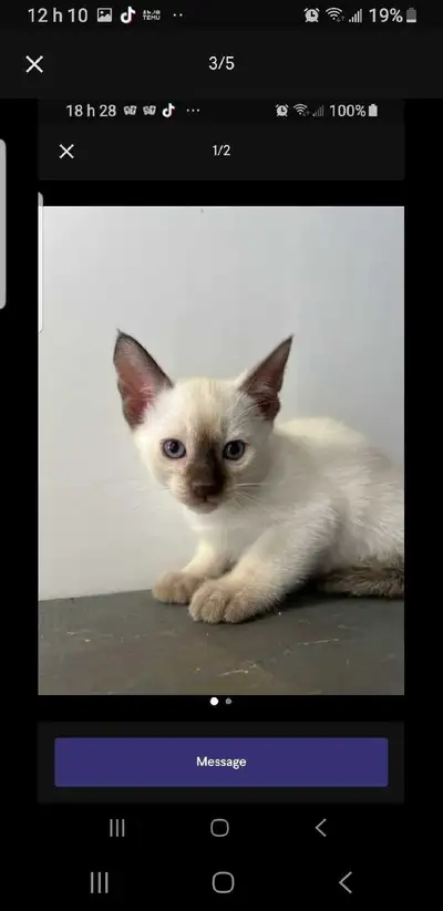 Chatons Siamois et Himalayens, View more