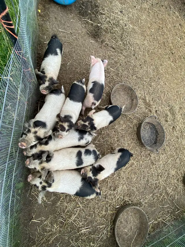 Kunekune Barrows in Livestock in Lethbridge - Image 3