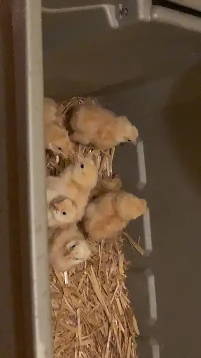 110 chicks , View more