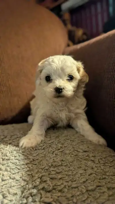 shihpoo 2 ieme generation, View more