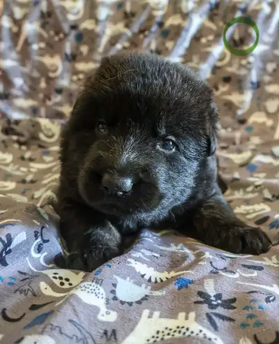 1 male German Shepherd Puppy, View more