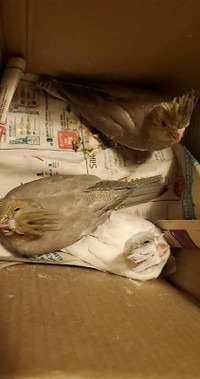 Cockatiels for sale 