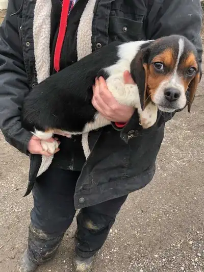 beagle puppies for sale, View more
