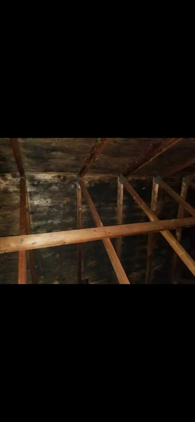 Mould and Asbestos Removal62864359427971121