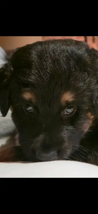 Puppy looking for her new home!, View more