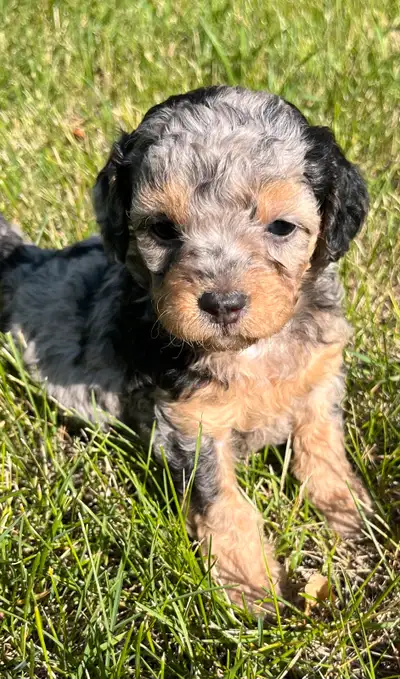 Five beautiful 3/4 poodle 1/4 cocker spaniel puppies available. Very low shedding if any. Will be ab...