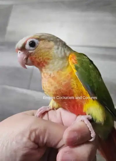 Male Pineapple Conure , View more