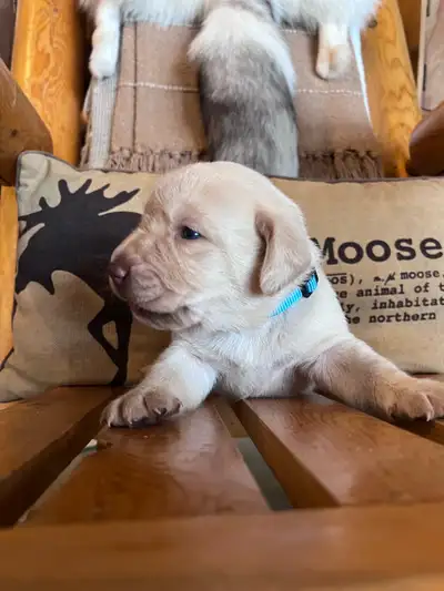 Yellow Lab Puppy !!!, View more