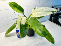 Healthy rare indoor plant - philodendron Jose bruno 
