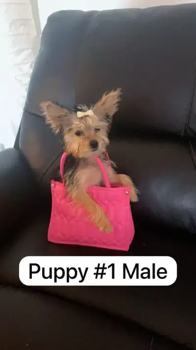 Male born 14 February 4 months old Strong and healthy Looking for a forever home mother and dad are...