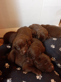 CKC Registered Chocolate Lab Puppies
