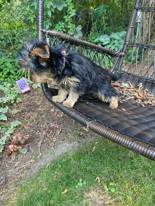 Beautiful Male Yorkie Available❤️ in Dogs & Puppies for Rehoming in Markham / York Region - Image 9