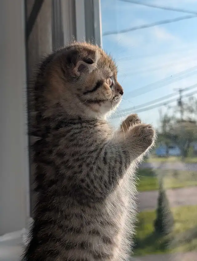 Scottish fold X British Shorthair Kittens in Cats & Kittens for Rehoming in Moncton - Image 7