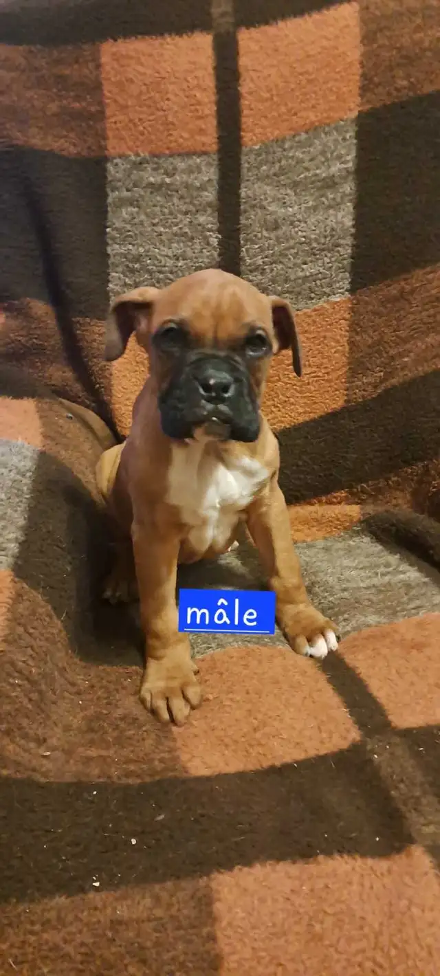 Chiot boxer in Dogs & Puppies for Rehoming in St-Georges-de-Beauce - Image 4