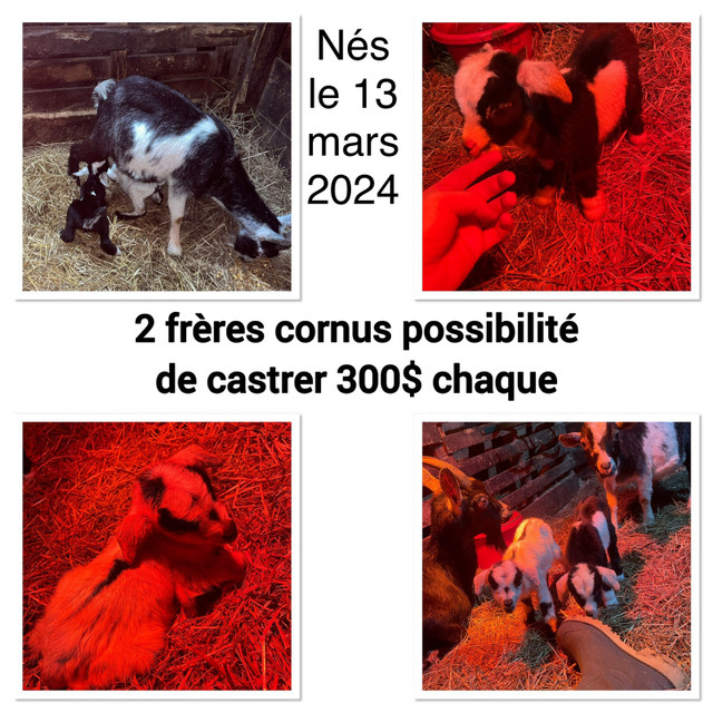 Bébés chèvres (chevreaux) in Animaux de ferme  à Lanaudière