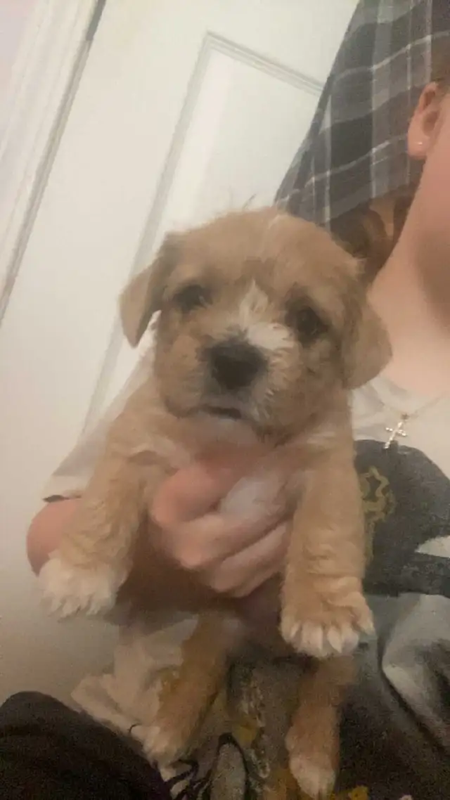 Adorable weiner x shitzu x bulldog Puppies Available Oct 15th!