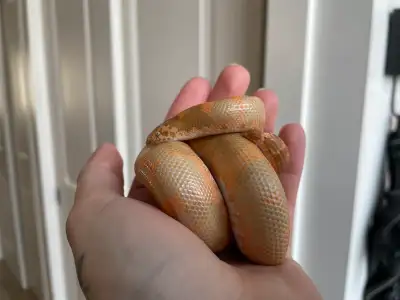 1.0 Albino Het Anery Kenyan Sand Boa, View more