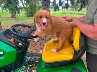 Nova Scotia Duck Toller Retriver, View more
