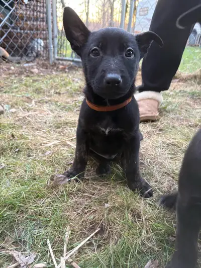 Very social, playful and loving puppies ready to go to their loving forever home by the end of April...