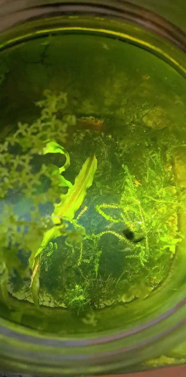 Feeder/Cleaning Shrimp Plus Moss and Other Plant in Fish for Rehoming in London - Image 3