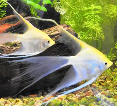 Golden Angelfish Veiltail, View more