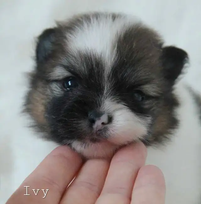 Pomeranian puppies in Dogs & Puppies for Rehoming in Winnipeg - Image 3