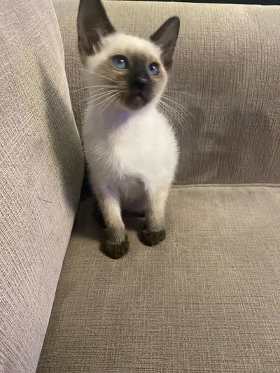 Siamese Seal point and Snow shoe available. In Brossard 4 kittens males and females are available Th...