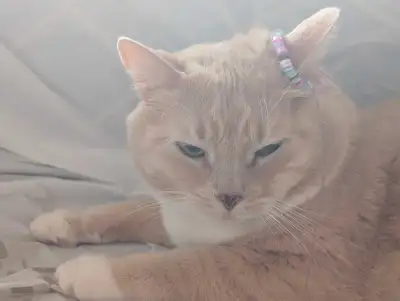 Cat chatte for adoption, View more