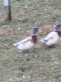 1 trio of Saxony ducks