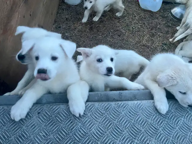 Samoyed/Labsky Puppies in Dogs & Puppies for Rehoming in Penticton - Image 8