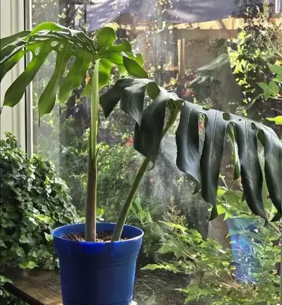 Healthy Monstera Plant in Blue Planter, View more