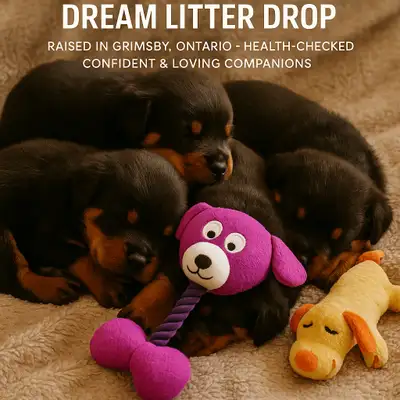 Ckc registered Rottweiler puppies, View more