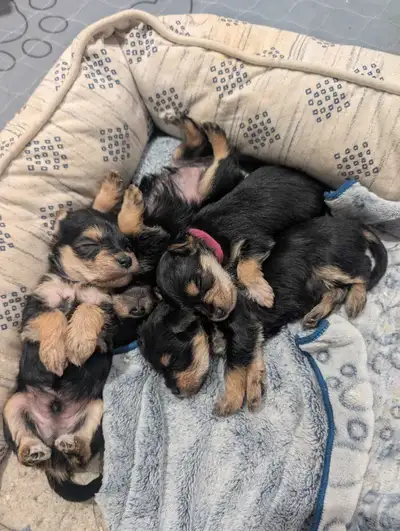 Yorkie/Miniature Schnauzer puppies for sale, View more